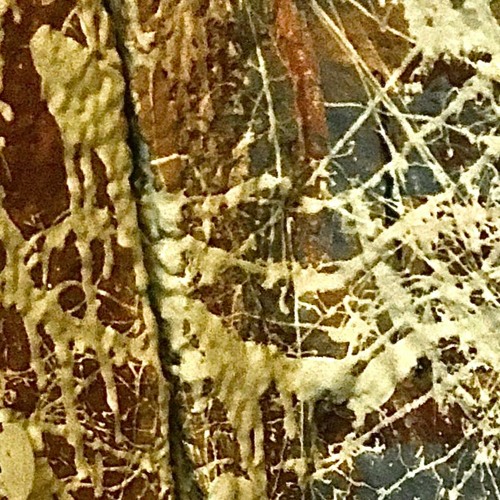 Ants And Others