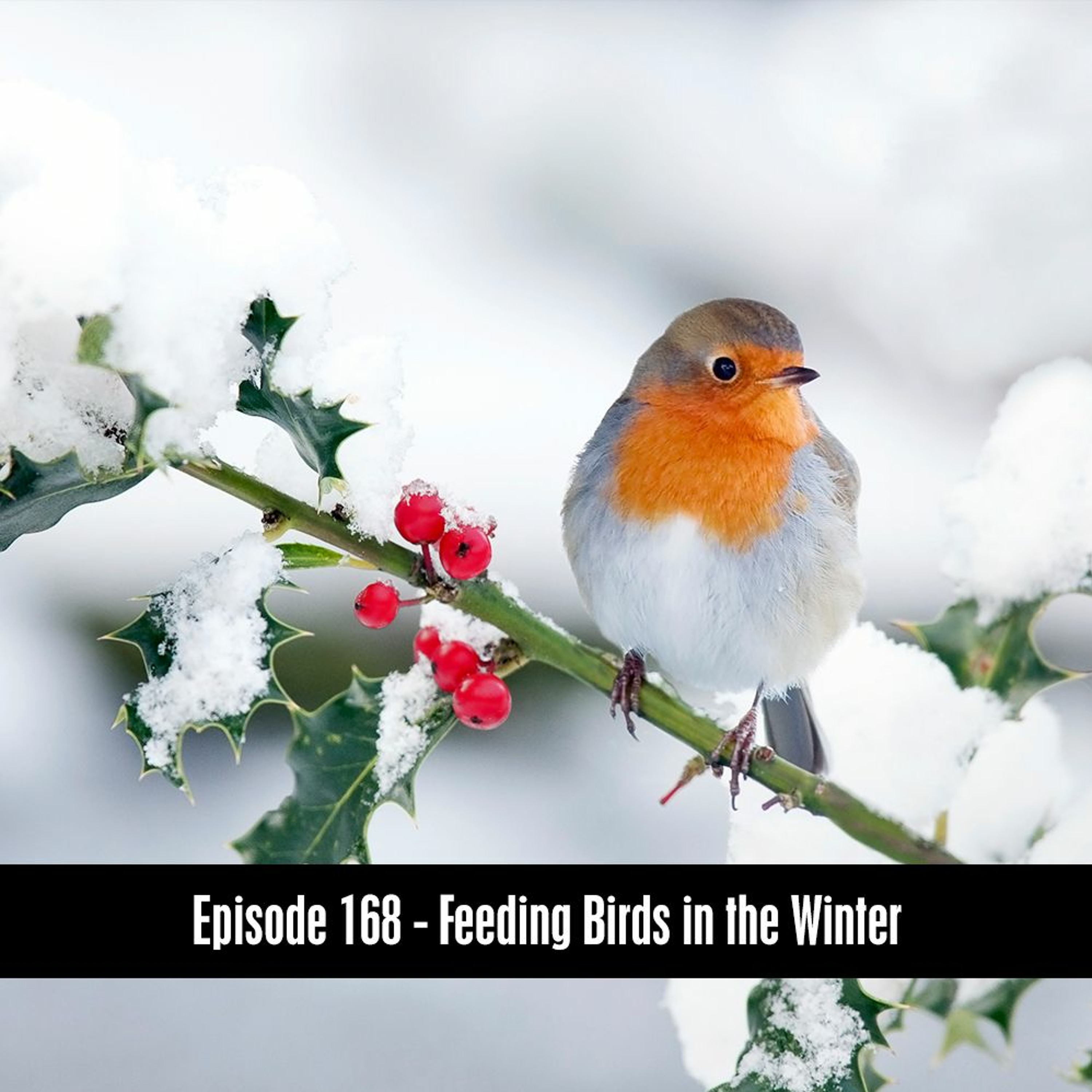 Episode 168 - Feeding Birds in the Winter