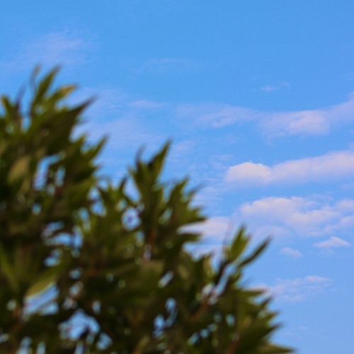 تحفة الملاطفة | بدر الألمعي