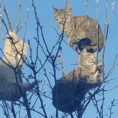 ʕ•̫͡•ʕ̫͡ʕ•͓͡•ʔ-̫͡-ʕ•̫͡•ʔ̫͡ʔ-̫͡-ʔ