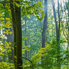 Lofi Boom Bap Type Beat "Forest" - Lofi Beat | Lofi Boom Bap Instrumental 2024
