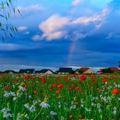 Feilds of gold Eva Cassidy cover