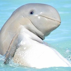 Dolphin One