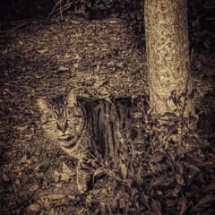 Wildlife