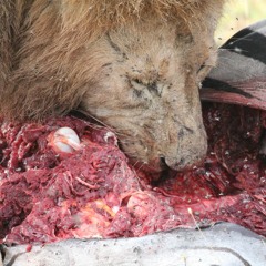 My Stepdad is an Animal! (ft Bussy Collins)