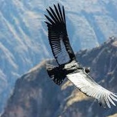 White Wings