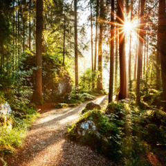 Composure Natural Mix