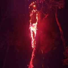 Wildfire - Treeology 2025, Midnight DNB