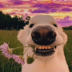 Ngày Này Năm Ấy Ft Em Là Đôn Chề - Thiện Matthew .mp3