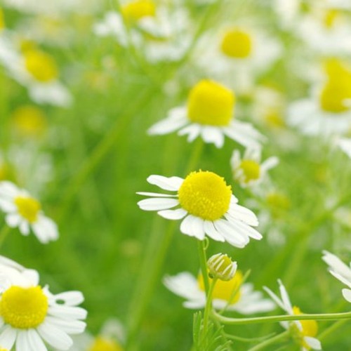 chamomile