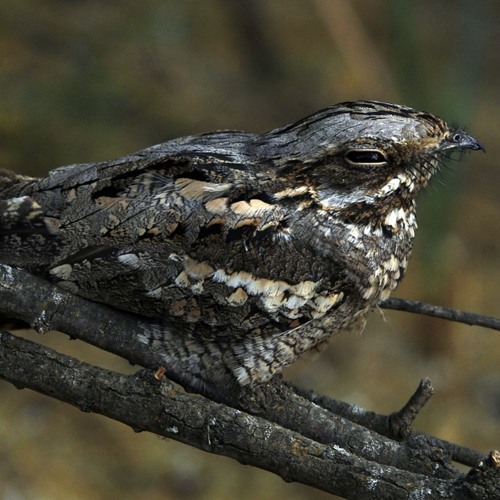 Nightjars