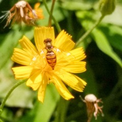 give_ourselves (instrumental)