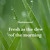 Artwork for Fresh as the dew of the morning - instrumental