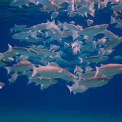 Silver Fish