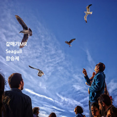 갈매기MR(Seagull)