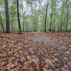 Ein Ausflug in die Pilze.mp3