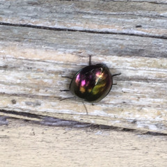 Goldfever(Full version)