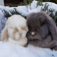 snowy day