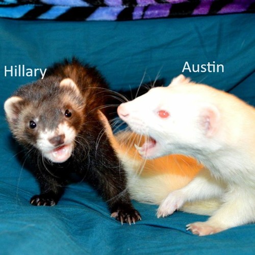 Just The Two Of Us - Austin And Hilz