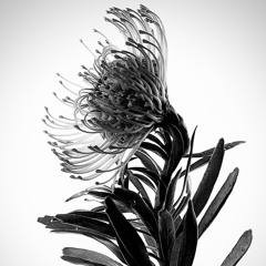 dismis-ver.-2-.-demo.mp3