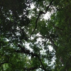 of lilac and evergreen (demo)