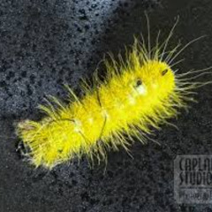 caterpillar (saturday mix)