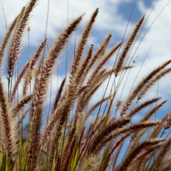 Invasive Species of the Sonoran Desert (I)