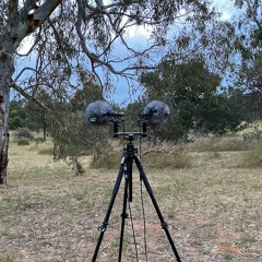 FKISM: Banksia Park at dawn, Normanville, October 2023