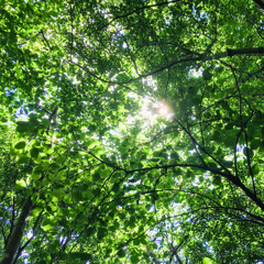 Let's go to the forest