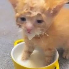 sleepy cat