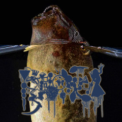 The Golden Foam (Of Polypedates)