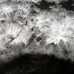 Magical Mycelium