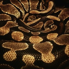 REPTILE (FREE$TYLE)