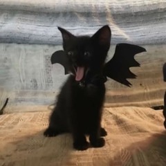 Jersey Bop Freestyle 2.mp3(Ekebabyy)#IBLIS