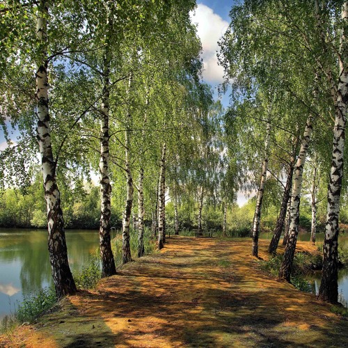 Stream Берёзы - Песня Группы Любэ И Николая Русторгуева By Russian.