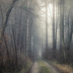Enchanted Forest - Muzoti Lab