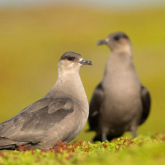 Bird walk (Povinicin remix)