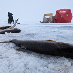 Arviat miutauyugut