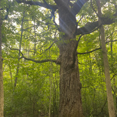 Green and blue - morning cover