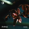 DIM295 - Anthea DJ mix artwork - Electronic music tracklist cover image