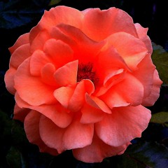 Comptine d'un autre été - Amélie - Yann Tiersen - Piano Cover