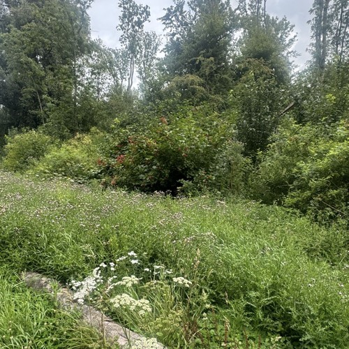 august 2025 - acid rain ☔️