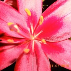 Bloom (Full Prelude Version)