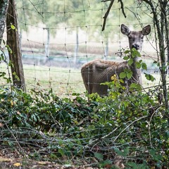 Ours Samplus - Moment D'égarement dans le Jardin des Cerfs ( - n 0 v 0 x - Remix )