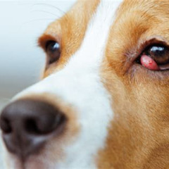 Best Dogs Cherry Eye Treatment Reviews