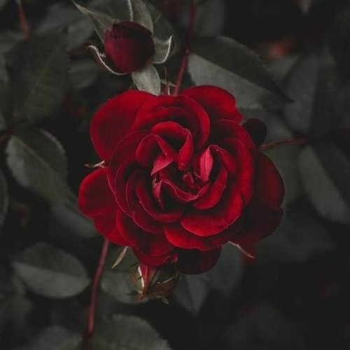 Shadows (prod. by TowerBeats)