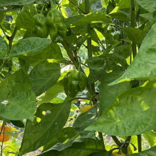 Manejo integrado de plagas e inocuidad de los productos agrícolas frescos