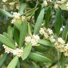 1 Olive Tree Flower - A Flor da Oliveira