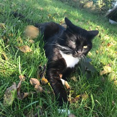 We All Die Someday (RIP CAPTAIN SANTOS)