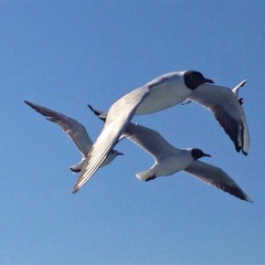 UNSENT LETTERS I-II-III - piano